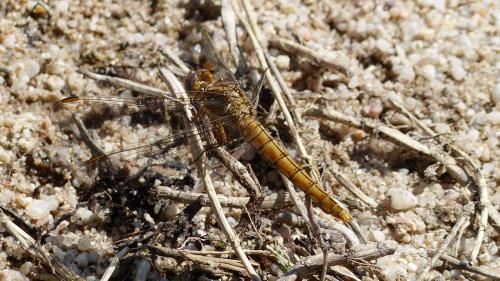 Orthetrum brunneum